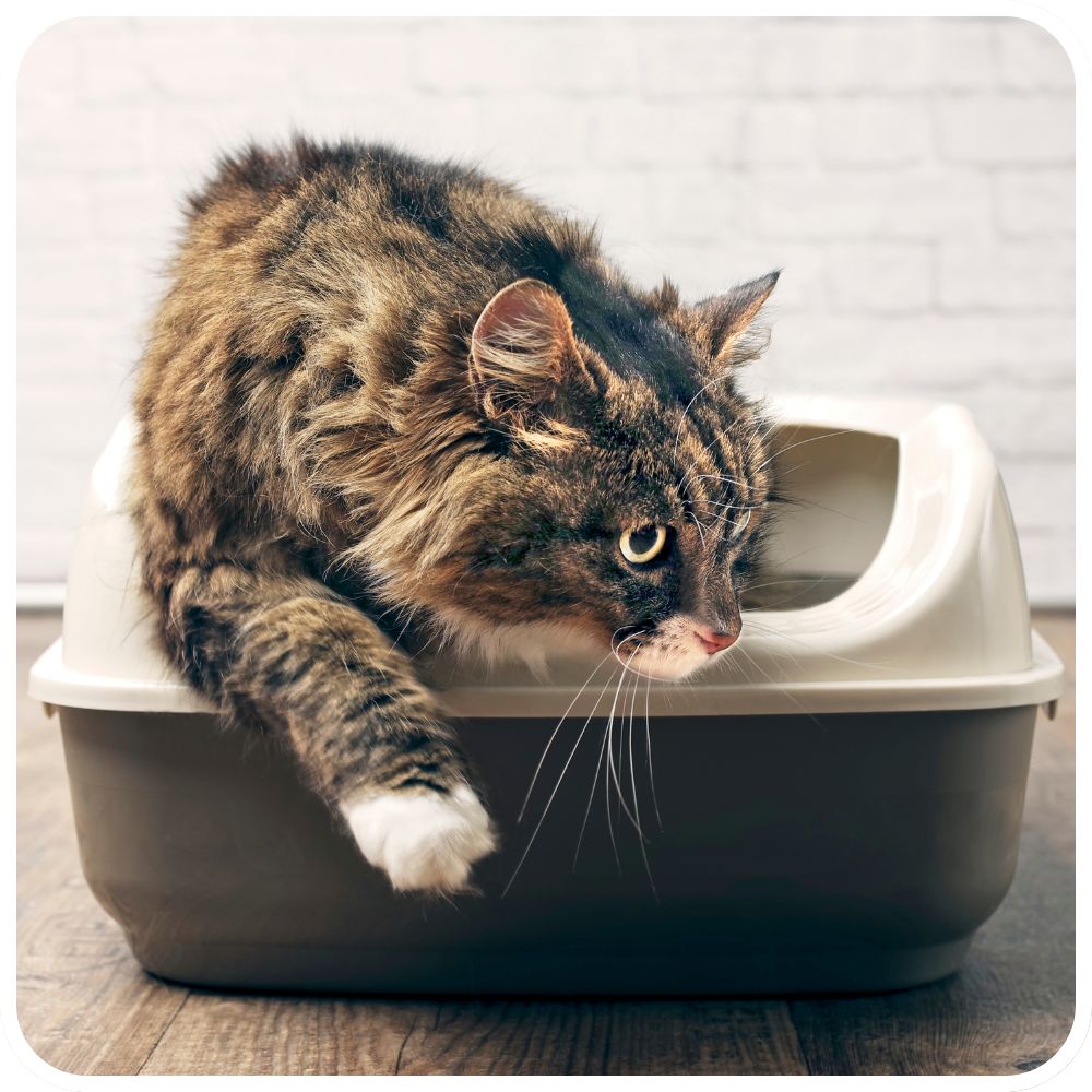 big brown maine coon cat exiting a covered litter box