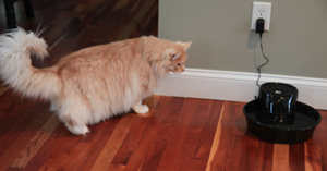 Leo approaches the water fountain can and water fountain