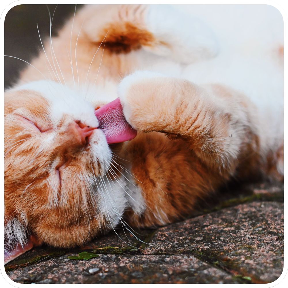Grooming Time ginger kitty grooming itself with tongue out on paw