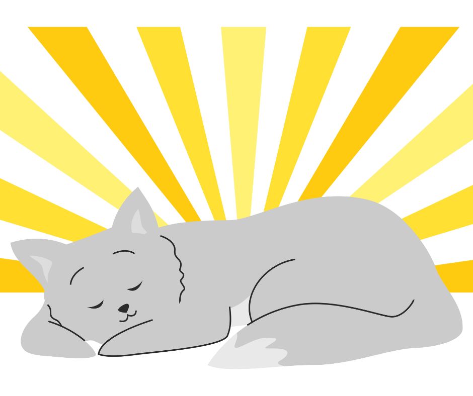 cute gray cat sleeping in the sunshine