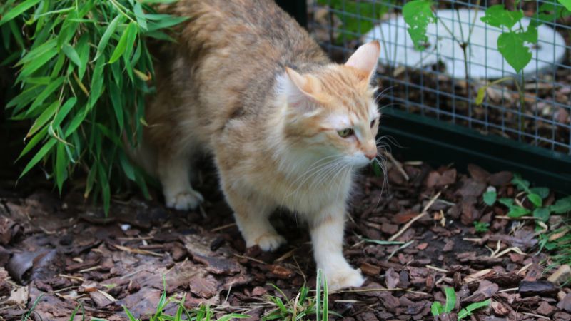 Safe and Sound cat walking outdoors in an enclosure