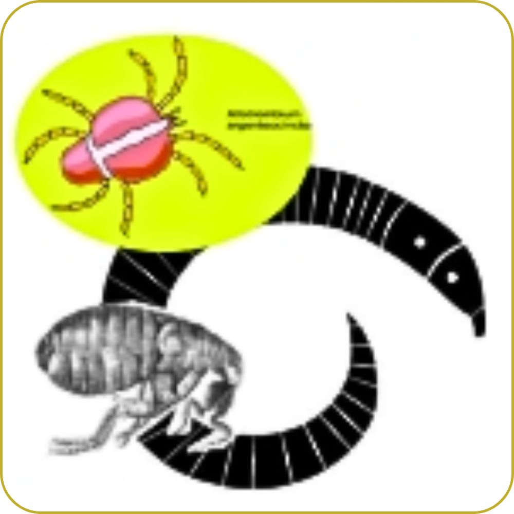 Cat Parasites cat parasites graphic