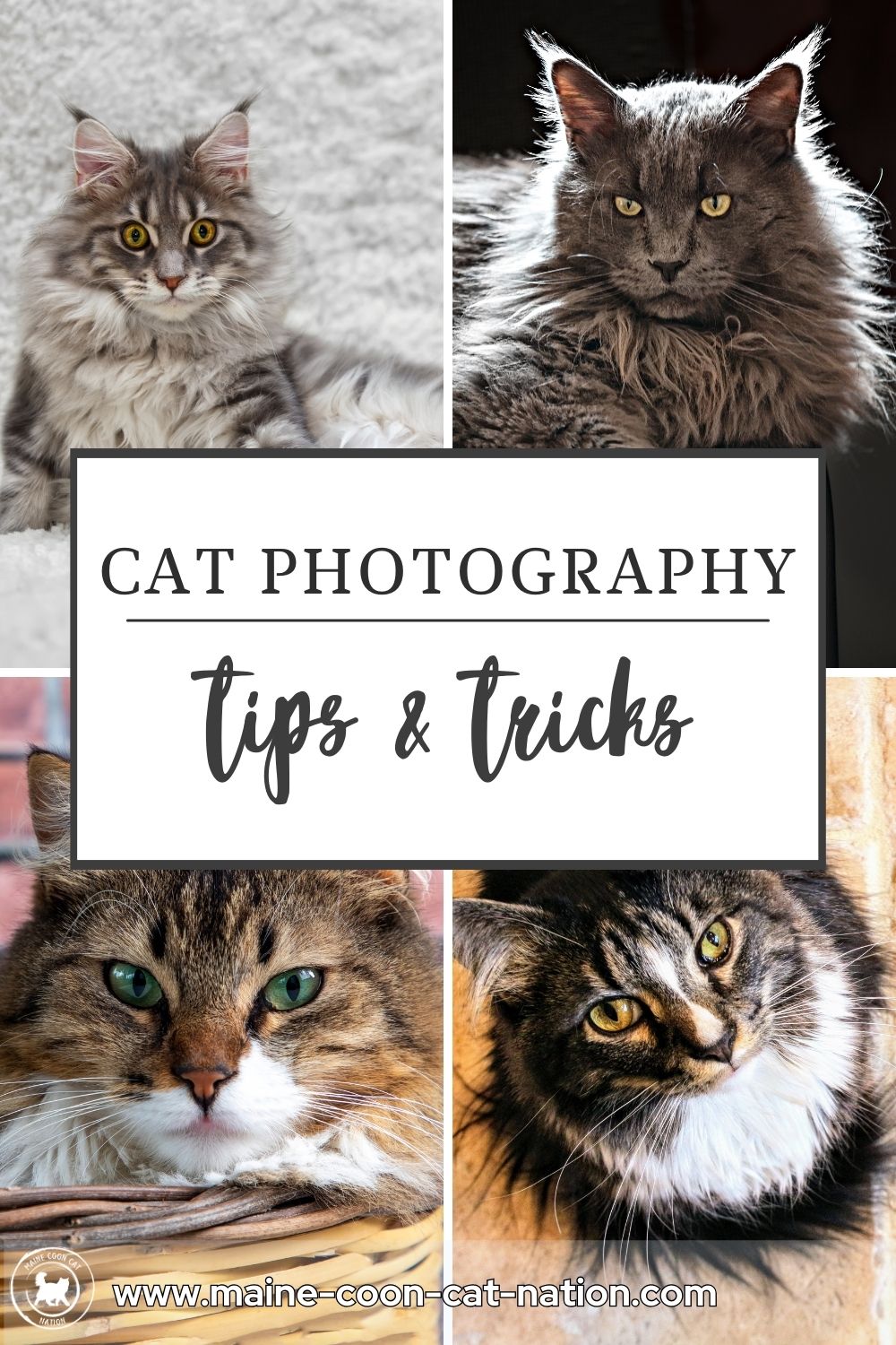 Cat Photography Tips and Tricks collage of four maine coons with the words cat photography tips and tricks