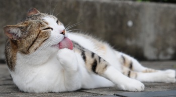 Having a Washdown cat grooming itself