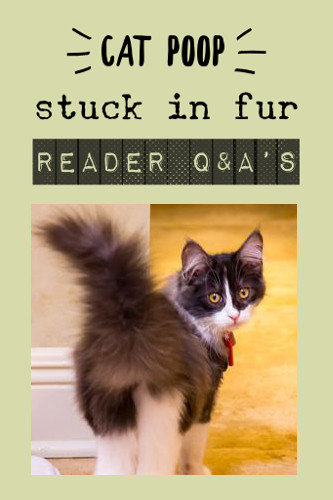 Cat Poop Stuck In Fur cat poop stuck in fur