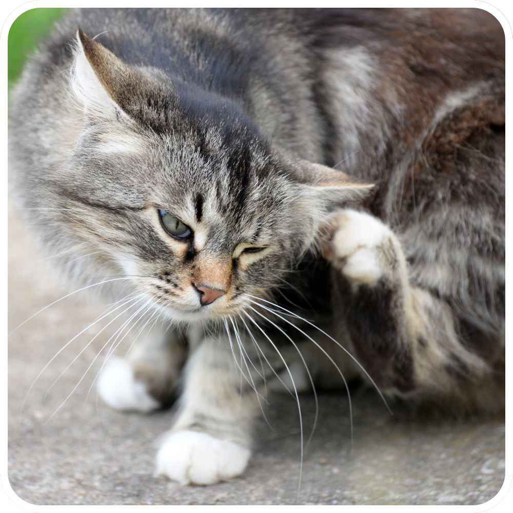 Cat Scratching at Fleas cat scratching at its ear