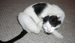 cat itching fleas