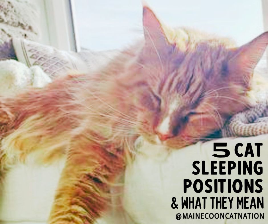 Do Cats Sleep All Day? red maine coon fast asleep with the text 5 cat sleeping positions and what they mean