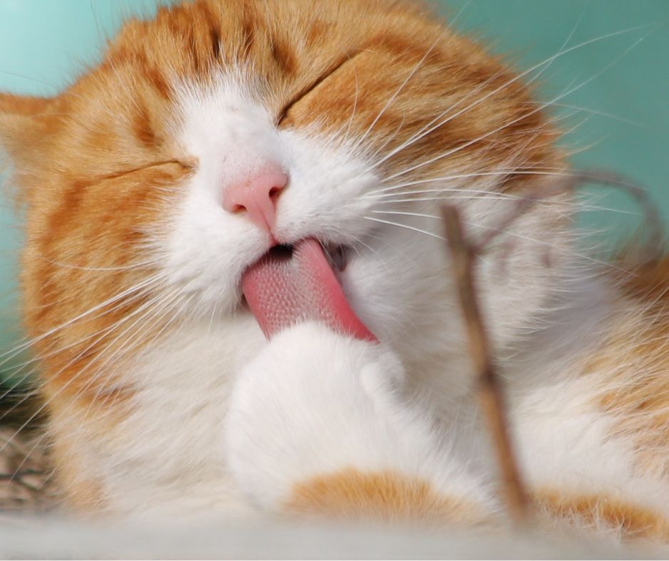 Grooming Time red and white cat closeup grooming itself with barbed tongue