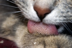 Grooming Time cat tongue closeup
