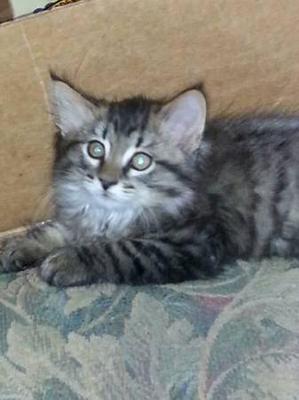 Kitten