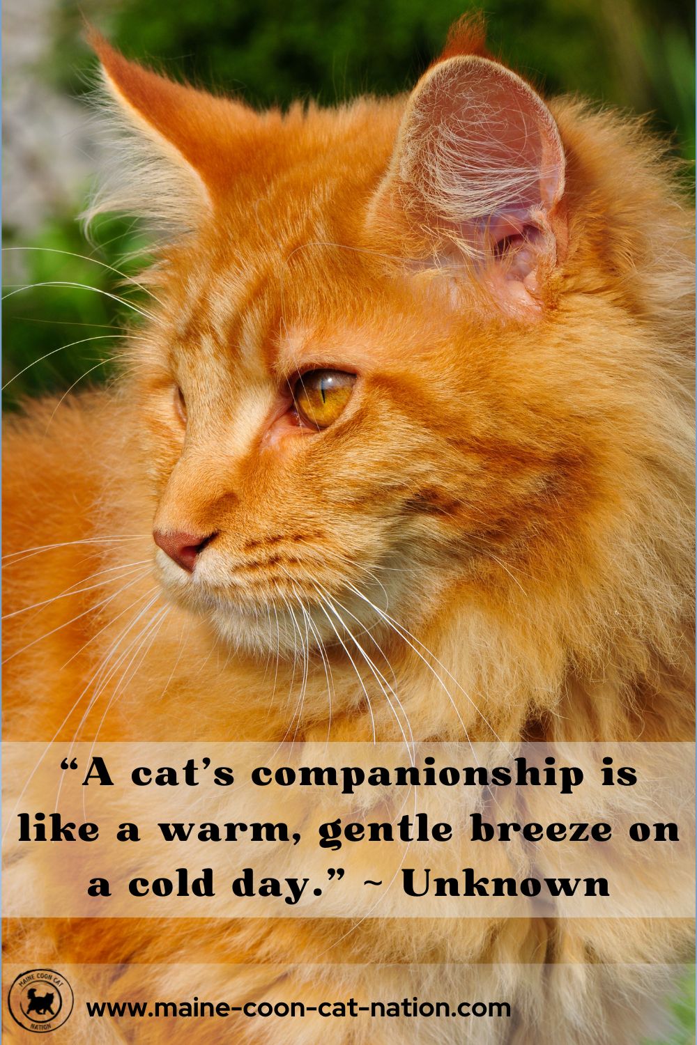 a cats companionship is like a warm, gentle breeze on a cold day quote.