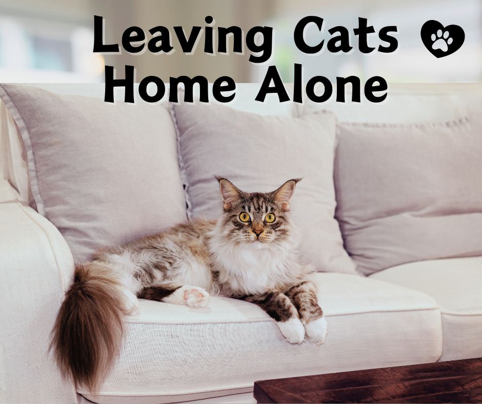 cat home alone on a couch cat home alone on a couch