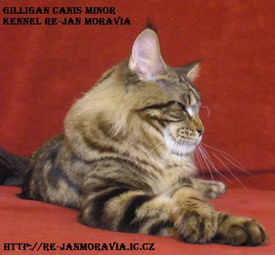 Show Cat
