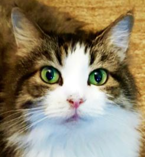 Catty LaBelle pretty white and tabby cat