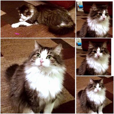 Catty LaBelle