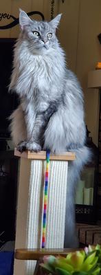 silver maine coon posing on top of scratching post