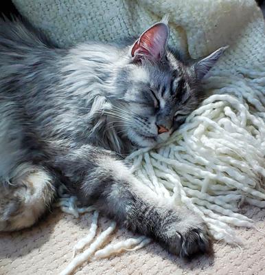 sleeping silver maine coon cat.