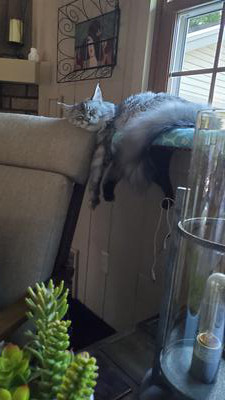 sliver coon cat sleeping on back of couch.