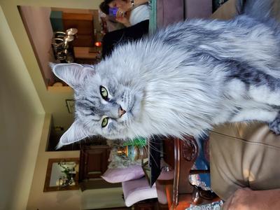 purebred silver tabby maine coon cat.