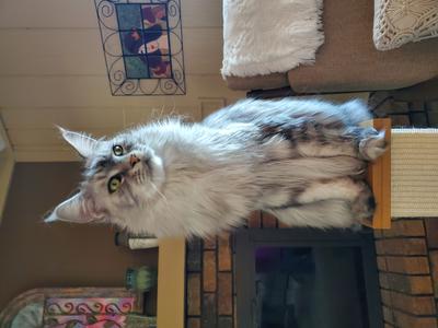 purebred silver maine coon sitting atop a cat scratching post.
