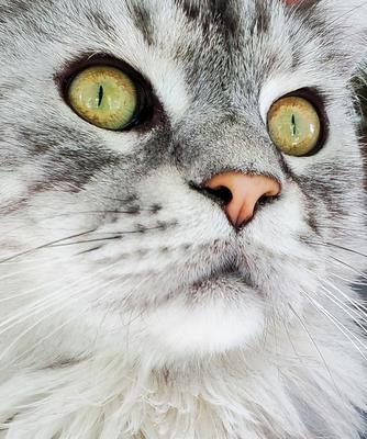 silver maine coon with bright stunning eyes closeup.