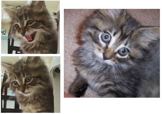 cesar the maine coon kitten