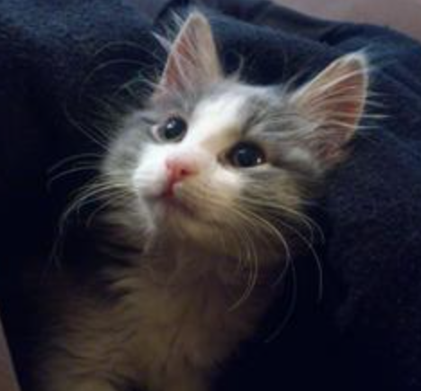 Chance the Kitten cute little kitten