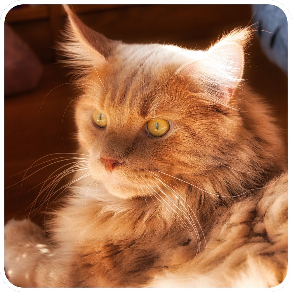 closeup of ginger maine coon cat sunbathing