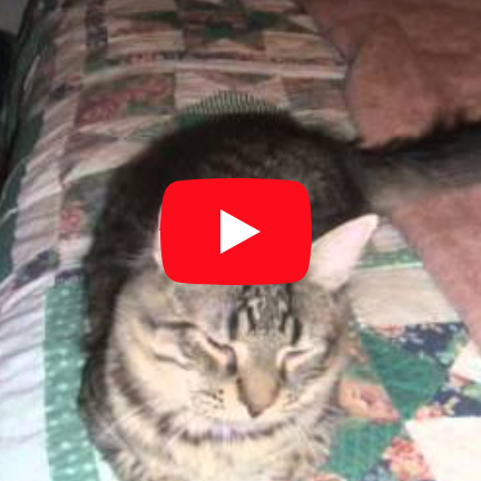 Charlee video of charlee the cat