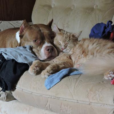 fluffy red silve maine coon and bulldog cuddled and sleeping together intertwined with faces close together.