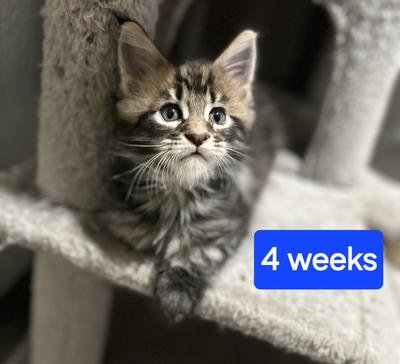 Chase McCoonie adorable 4 week old brown tabby maine coon kitten