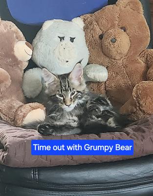 Chase McCoonie fluffy purebred brown tabby maine coon kitten