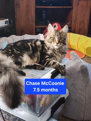 Chase McCoonie purebred maine coon kitten with distinct brown tabby markings