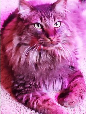 brown tiger medium hair kitty