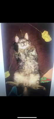 brown kitty laying belly up