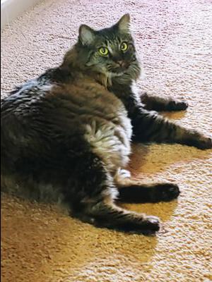 fluffy brown tabby cat lounging on floor