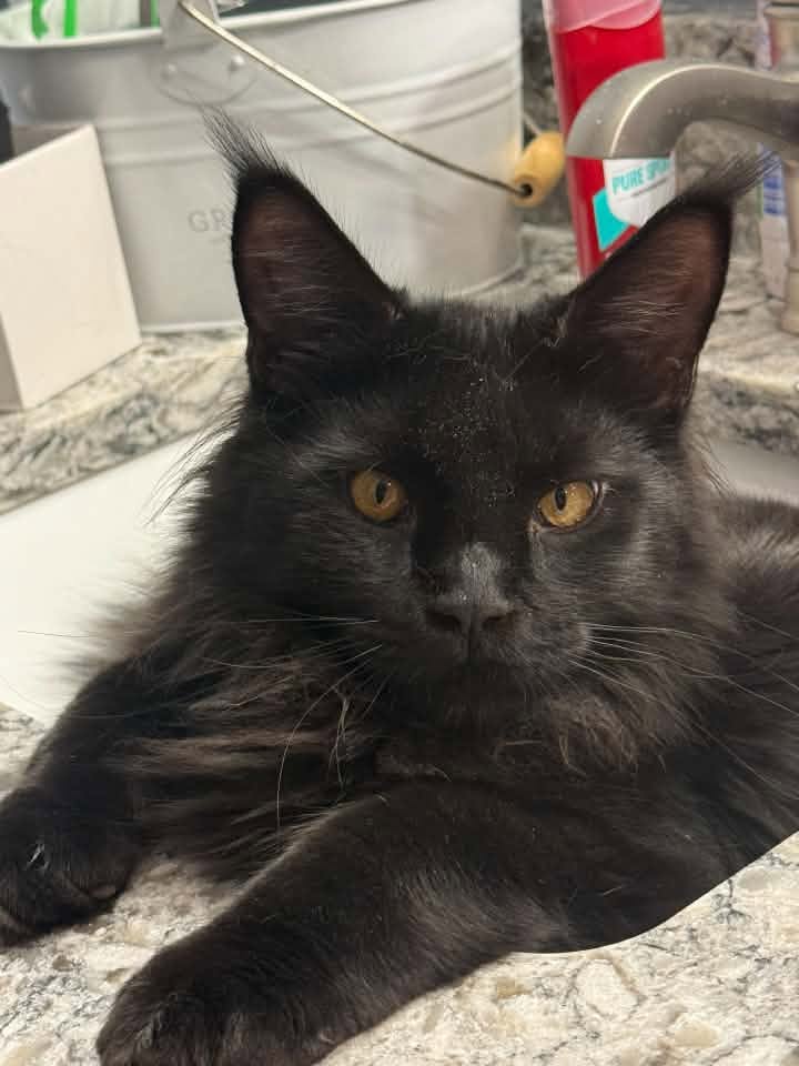 Black Maine Coon relaxing in a bathroom sink with its paws on the counter.