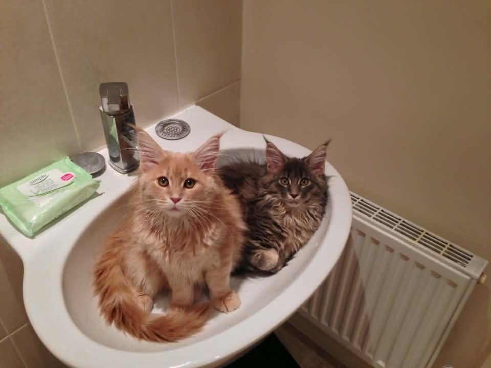 Orange and brown Maine Coon kittens sitting together in a bathroom sink.