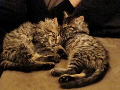 Kittens