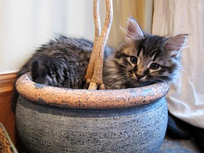 Kitten