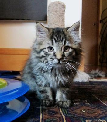 Kitten