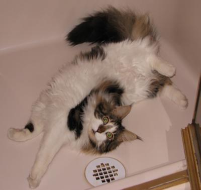 Chester brown and white maine coon sprawled out on a shower floor.