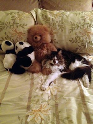 maine coon laying by a pile of stuffed animals.