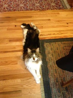 tabby and white maine coon sprawled out on a wood floor.