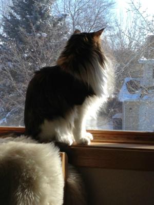 fluffy maine coon on a windowsill looking outside.