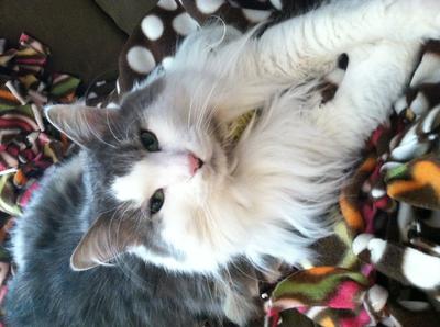 Chester