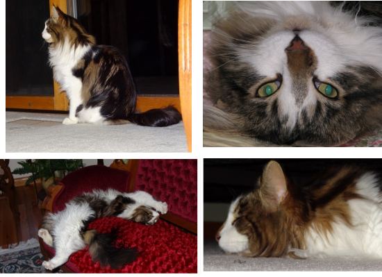 collage with four pictures of chester the maine coon