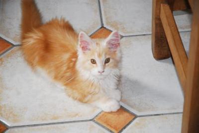 chewie red white maine coon kitten