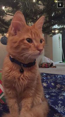 Chewie